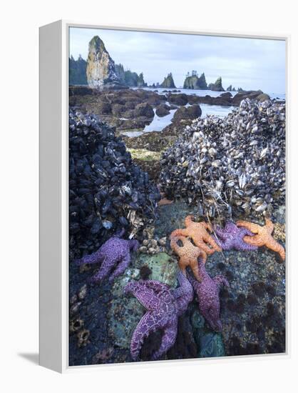 Low Tide at Point of Arches, Olympic National Park, Washington, USA-Gary Luhm-Framed Premier Image Canvas