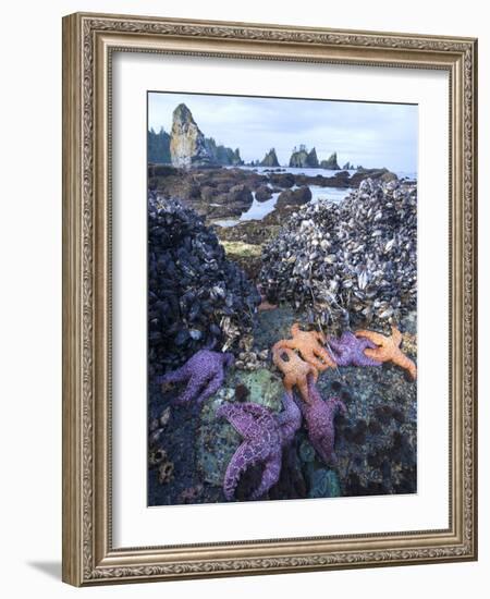 Low Tide at Point of Arches, Olympic National Park, Washington, USA-Gary Luhm-Framed Photographic Print