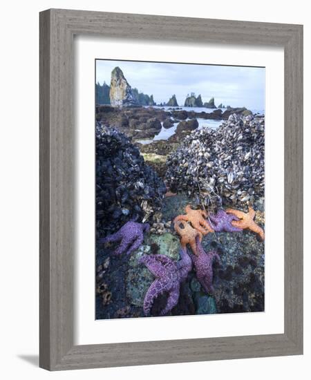 Low Tide at Point of Arches, Olympic National Park, Washington, USA-Gary Luhm-Framed Photographic Print