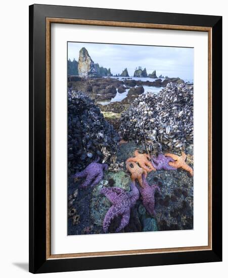 Low Tide at Point of Arches, Olympic National Park, Washington, USA-Gary Luhm-Framed Photographic Print