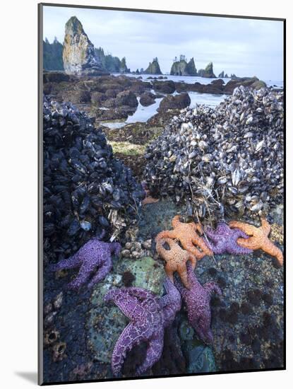 Low Tide at Point of Arches, Olympic National Park, Washington, USA-Gary Luhm-Mounted Photographic Print