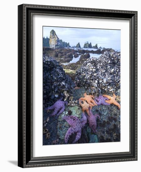 Low Tide at Point of Arches, Olympic National Park, Washington, USA-Gary Luhm-Framed Photographic Print