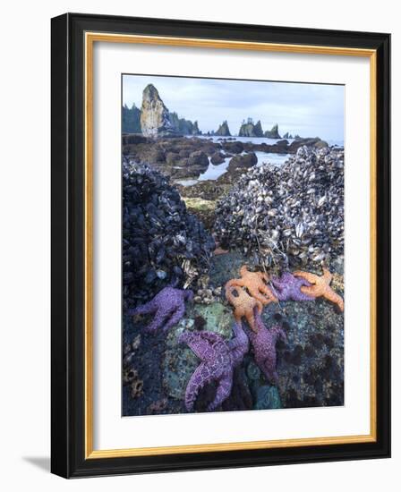 Low Tide at Point of Arches, Olympic National Park, Washington, USA-Gary Luhm-Framed Photographic Print