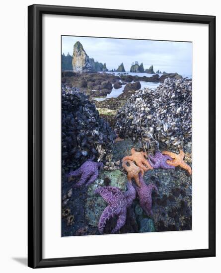 Low Tide at Point of Arches, Olympic National Park, Washington, USA-Gary Luhm-Framed Photographic Print