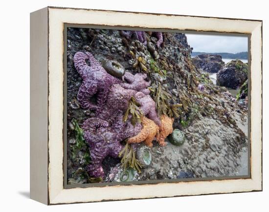 Low Tide at Point of Arches, Olympic National Park, Washington, USA-Gary Luhm-Framed Premier Image Canvas