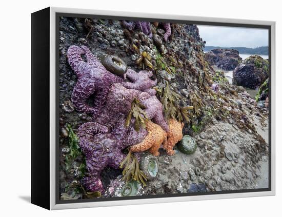 Low Tide at Point of Arches, Olympic National Park, Washington, USA-Gary Luhm-Framed Premier Image Canvas