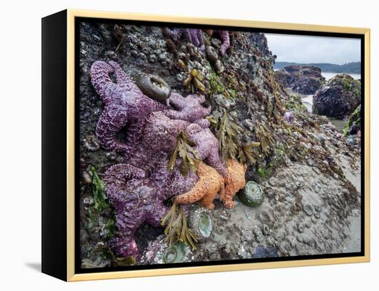 Low Tide at Point of Arches, Olympic National Park, Washington, USA-Gary Luhm-Framed Premier Image Canvas