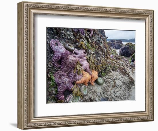 Low Tide at Point of Arches, Olympic National Park, Washington, USA-Gary Luhm-Framed Photographic Print