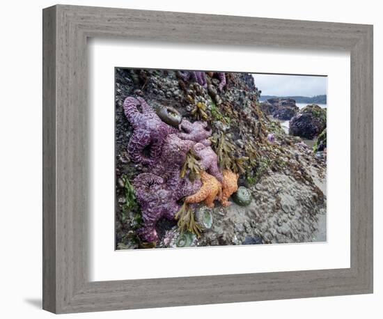 Low Tide at Point of Arches, Olympic National Park, Washington, USA-Gary Luhm-Framed Photographic Print