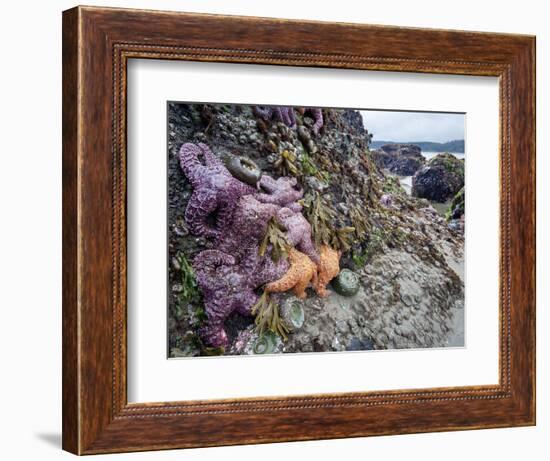 Low Tide at Point of Arches, Olympic National Park, Washington, USA-Gary Luhm-Framed Photographic Print