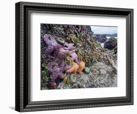 Low Tide at Point of Arches, Olympic National Park, Washington, USA-Gary Luhm-Framed Photographic Print