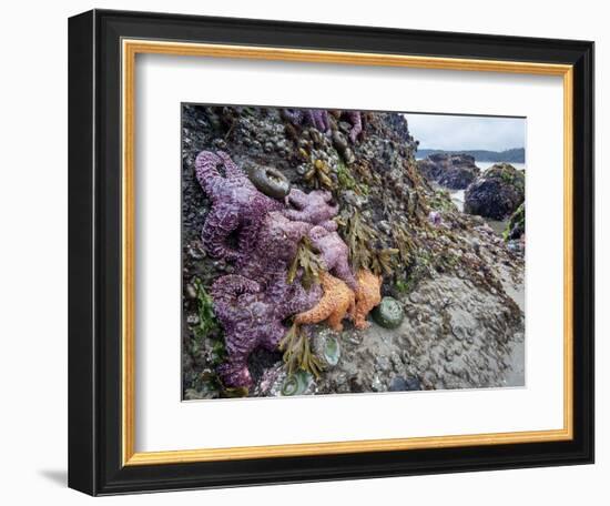 Low Tide at Point of Arches, Olympic National Park, Washington, USA-Gary Luhm-Framed Photographic Print