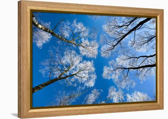 Low View of Tall Trees Under Blue Sky in Winter-Craig Roberts-Framed Premier Image Canvas