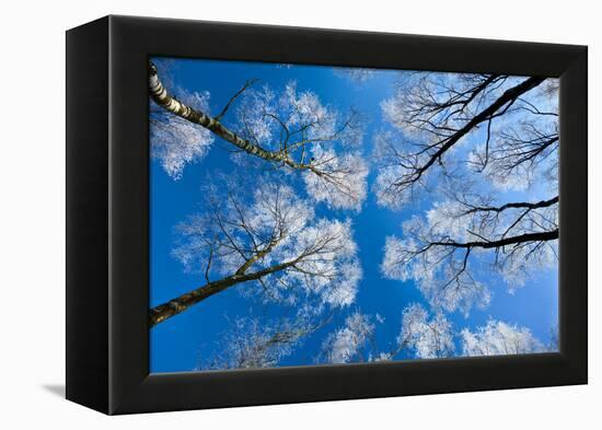 Low View of Tall Trees Under Blue Sky in Winter-Craig Roberts-Framed Premier Image Canvas