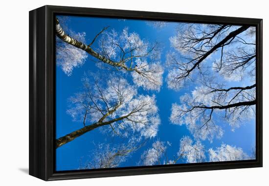 Low View of Tall Trees Under Blue Sky in Winter-Craig Roberts-Framed Premier Image Canvas