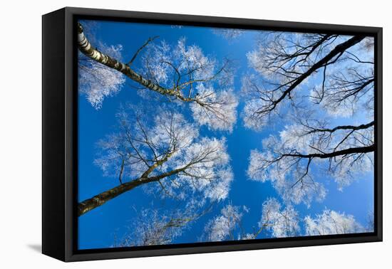 Low View of Tall Trees Under Blue Sky in Winter-Craig Roberts-Framed Premier Image Canvas
