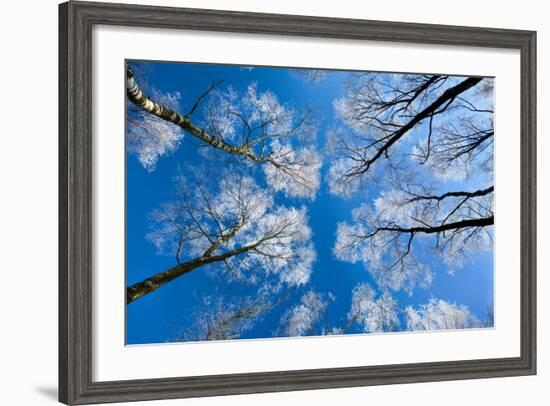 Low View of Tall Trees Under Blue Sky in Winter-Craig Roberts-Framed Photographic Print