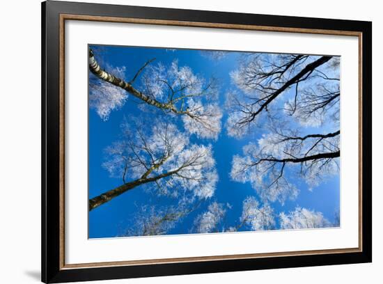 Low View of Tall Trees Under Blue Sky in Winter-Craig Roberts-Framed Photographic Print