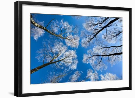 Low View of Tall Trees Under Blue Sky in Winter-Craig Roberts-Framed Photographic Print