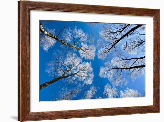 Low View of Tall Trees Under Blue Sky in Winter-Craig Roberts-Framed Photographic Print