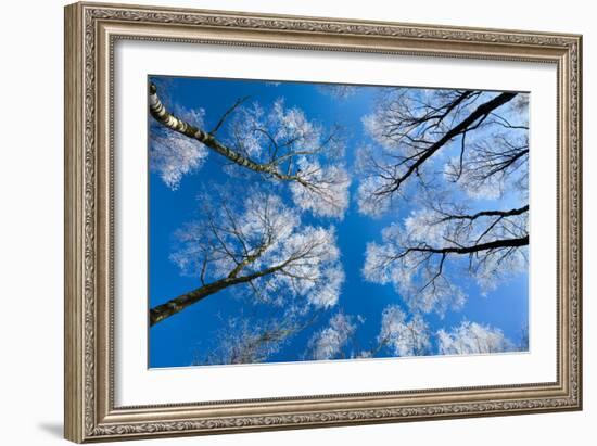 Low View of Tall Trees Under Blue Sky in Winter-Craig Roberts-Framed Photographic Print