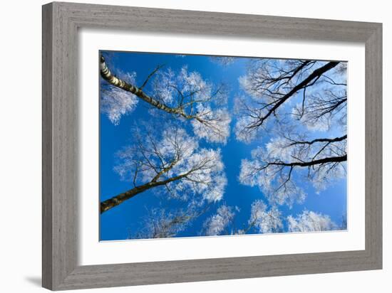 Low View of Tall Trees Under Blue Sky in Winter-Craig Roberts-Framed Photographic Print