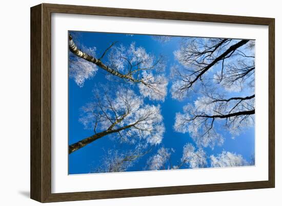 Low View of Tall Trees Under Blue Sky in Winter-Craig Roberts-Framed Photographic Print