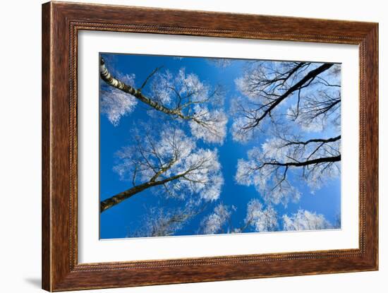 Low View of Tall Trees Under Blue Sky in Winter-Craig Roberts-Framed Photographic Print