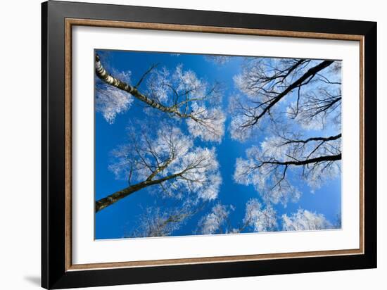 Low View of Tall Trees Under Blue Sky in Winter-Craig Roberts-Framed Photographic Print