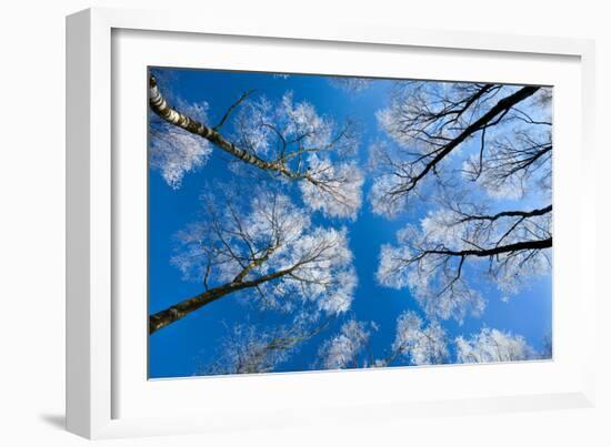 Low View of Tall Trees Under Blue Sky in Winter-Craig Roberts-Framed Photographic Print