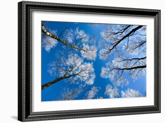 Low View of Tall Trees Under Blue Sky in Winter-Craig Roberts-Framed Photographic Print