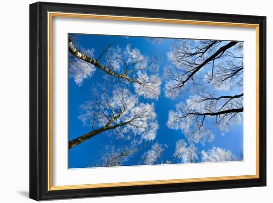 Low View of Tall Trees Under Blue Sky in Winter-Craig Roberts-Framed Photographic Print