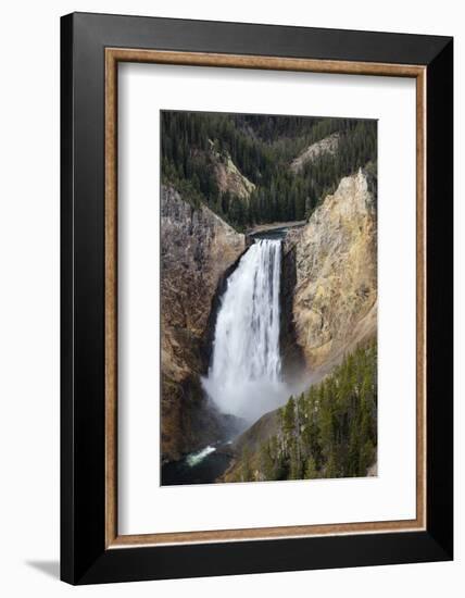 Lower falls from Lookout Point, Yellowstone National Park, Wyoming, USA-Maresa Pryor-Framed Photographic Print