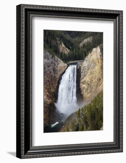 Lower falls from Lookout Point, Yellowstone National Park, Wyoming, USA-Maresa Pryor-Framed Photographic Print