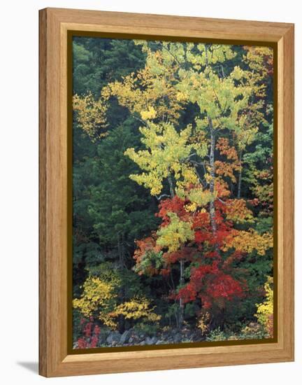 Lower Falls, Swift River, Big Tooth Aspen, White Mountains, New Hampshire, USA-Jerry & Marcy Monkman-Framed Premier Image Canvas