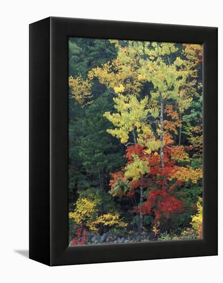 Lower Falls, Swift River, Big Tooth Aspen, White Mountains, New Hampshire, USA-Jerry & Marcy Monkman-Framed Premier Image Canvas