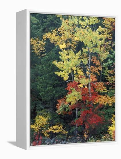 Lower Falls, Swift River, Big Tooth Aspen, White Mountains, New Hampshire, USA-Jerry & Marcy Monkman-Framed Premier Image Canvas