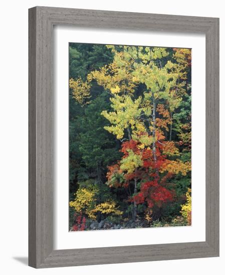 Lower Falls, Swift River, Big Tooth Aspen, White Mountains, New Hampshire, USA-Jerry & Marcy Monkman-Framed Photographic Print