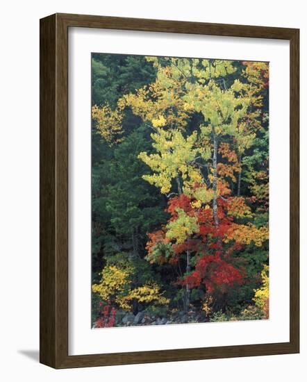 Lower Falls, Swift River, Big Tooth Aspen, White Mountains, New Hampshire, USA-Jerry & Marcy Monkman-Framed Photographic Print