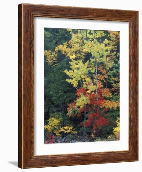 Lower Falls, Swift River, Big Tooth Aspen, White Mountains, New Hampshire, USA-Jerry & Marcy Monkman-Framed Photographic Print