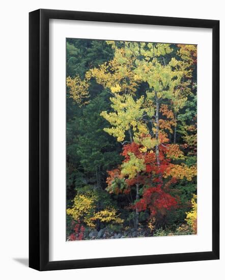 Lower Falls, Swift River, Big Tooth Aspen, White Mountains, New Hampshire, USA-Jerry & Marcy Monkman-Framed Photographic Print