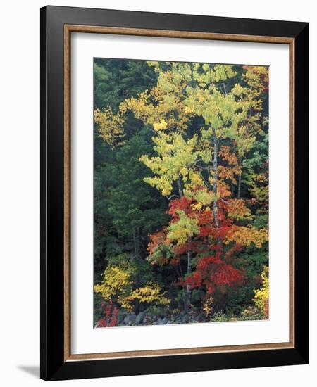 Lower Falls, Swift River, Big Tooth Aspen, White Mountains, New Hampshire, USA-Jerry & Marcy Monkman-Framed Photographic Print