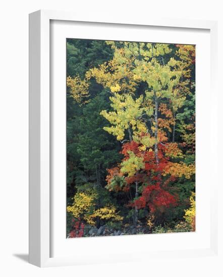 Lower Falls, Swift River, Big Tooth Aspen, White Mountains, New Hampshire, USA-Jerry & Marcy Monkman-Framed Photographic Print