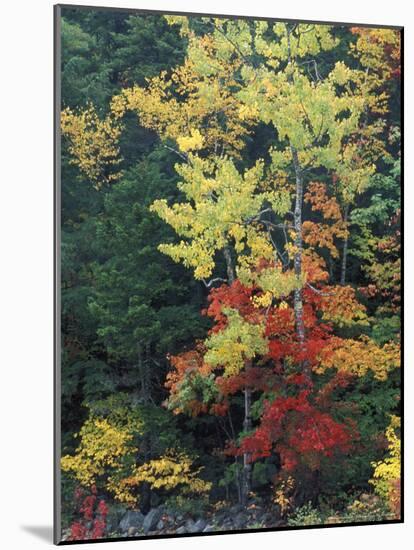 Lower Falls, Swift River, Big Tooth Aspen, White Mountains, New Hampshire, USA-Jerry & Marcy Monkman-Mounted Photographic Print