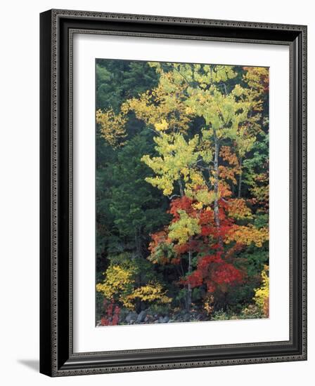 Lower Falls, Swift River, Big Tooth Aspen, White Mountains, New Hampshire, USA-Jerry & Marcy Monkman-Framed Photographic Print