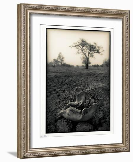 Lower Jaw of Animal Skull on Parched Mud in Selous Game Reserve, Tanzania-Paul Joynson Hicks-Framed Photographic Print