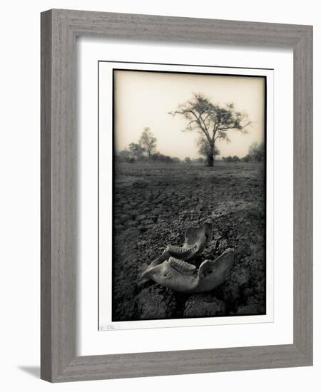 Lower Jaw of Animal Skull on Parched Mud in Selous Game Reserve, Tanzania-Paul Joynson Hicks-Framed Photographic Print