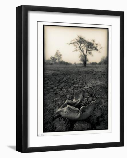 Lower Jaw of Animal Skull on Parched Mud in Selous Game Reserve, Tanzania-Paul Joynson Hicks-Framed Photographic Print