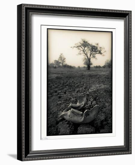 Lower Jaw of Animal Skull on Parched Mud in Selous Game Reserve, Tanzania-Paul Joynson Hicks-Framed Photographic Print