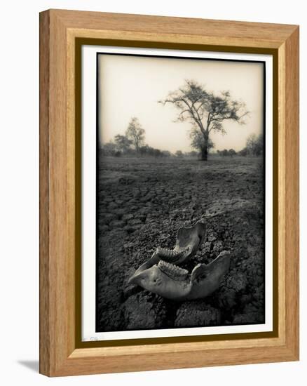 Lower Jaw of Animal Skull on Parched Mud in Selous Game Reserve, Tanzania-Paul Joynson Hicks-Framed Premier Image Canvas